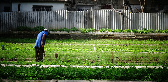 What better relations with the US mean for city farms in Cuba