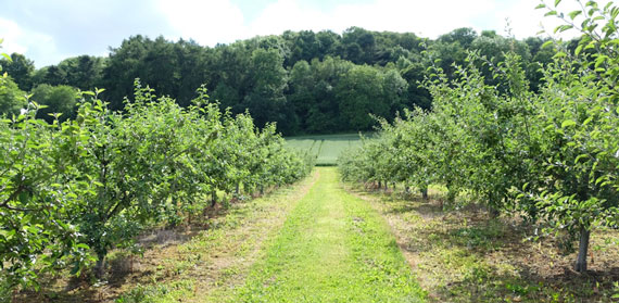 Searching for Garden of Eden in Agriculture; Part Four